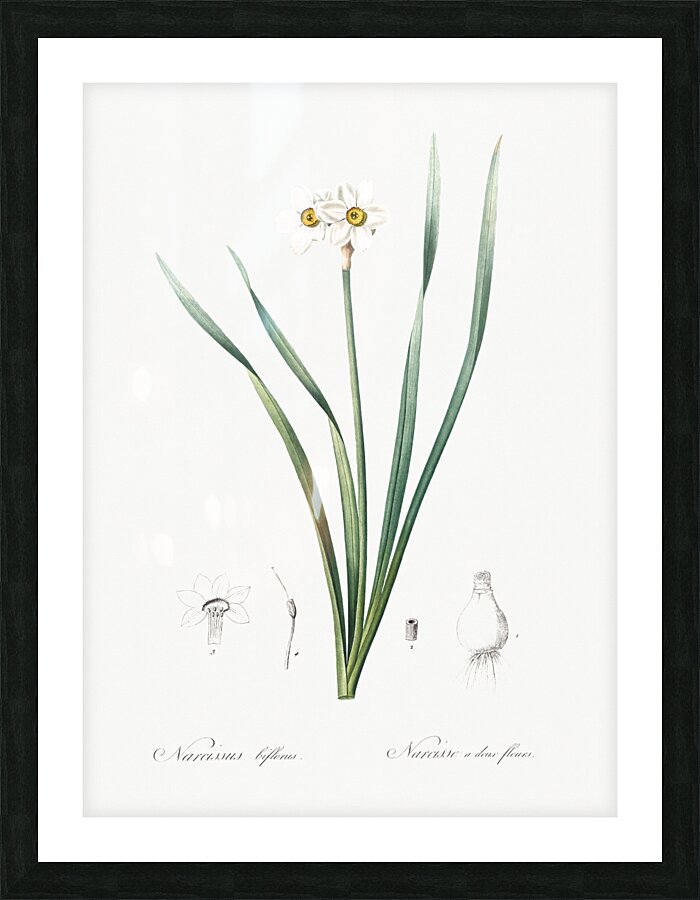 Sea asparagus illustration  Picture Frame print