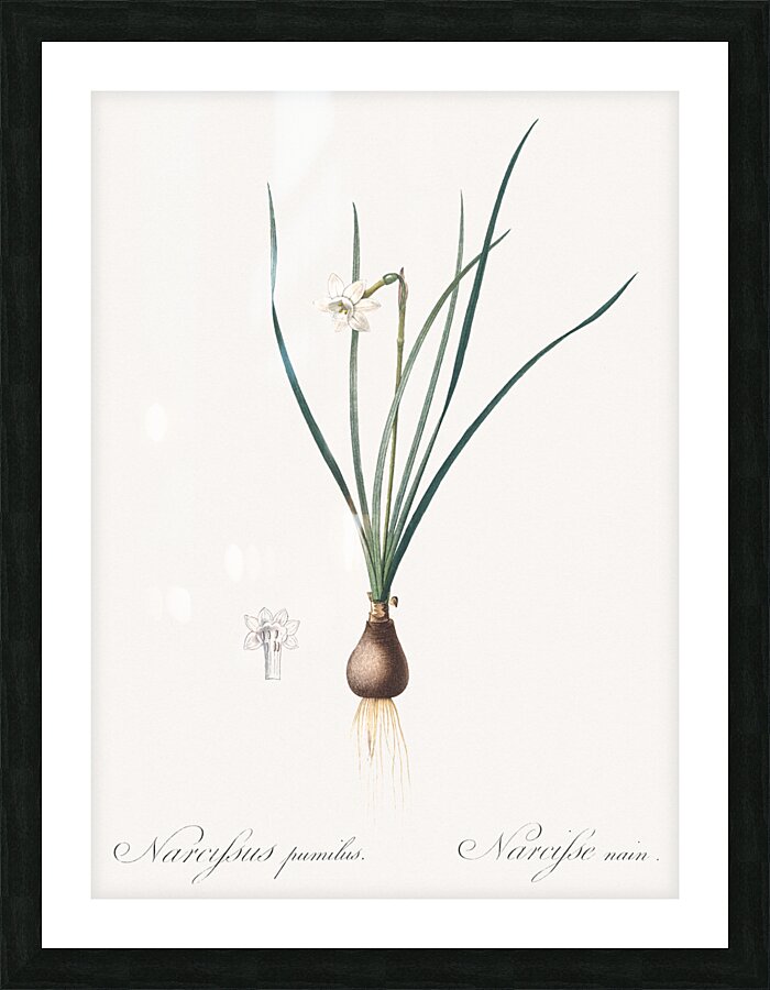 Daffodils illustration  Picture Frame print