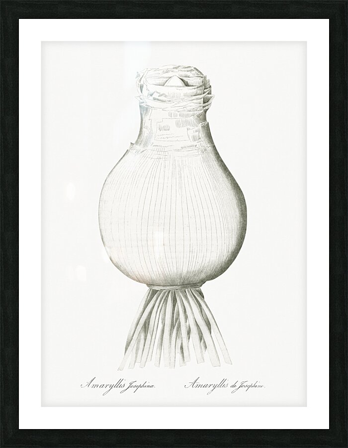 Daffodils illustration  Picture Frame print