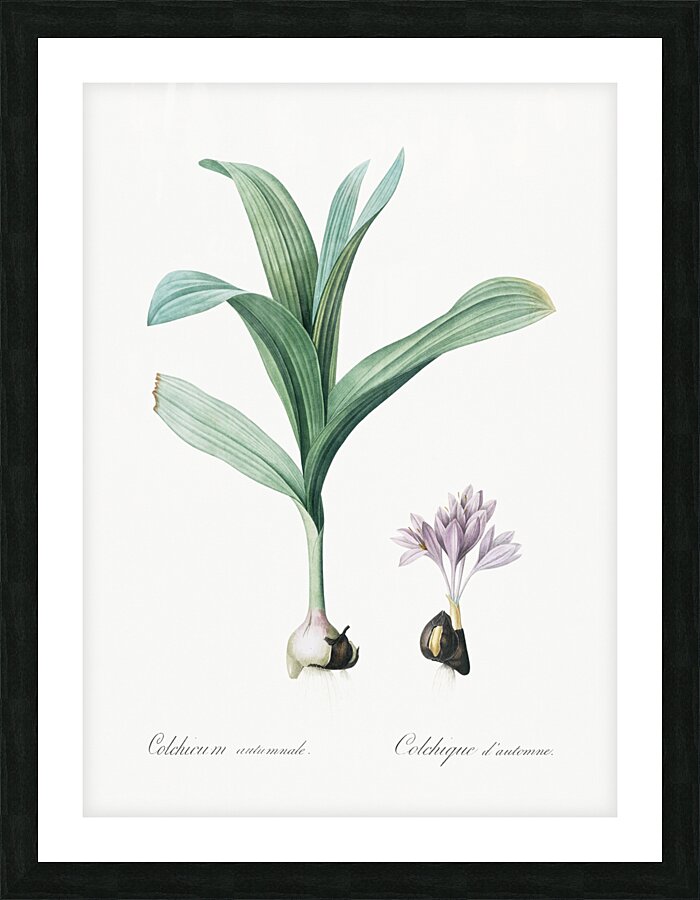 Autumn crocus illustration  Picture Frame print