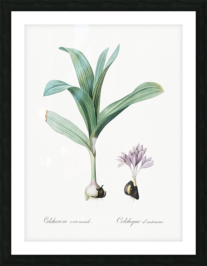 Autumn crocus illustration  Picture Frame print