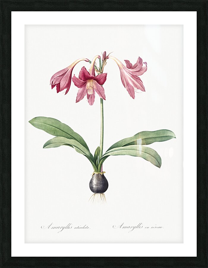 Netted-veined amaryllis illustration  Picture Frame print