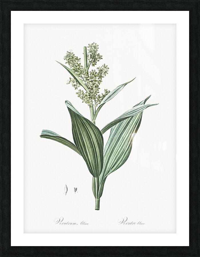 Netted-veined amaryllis illustration  Picture Frame print