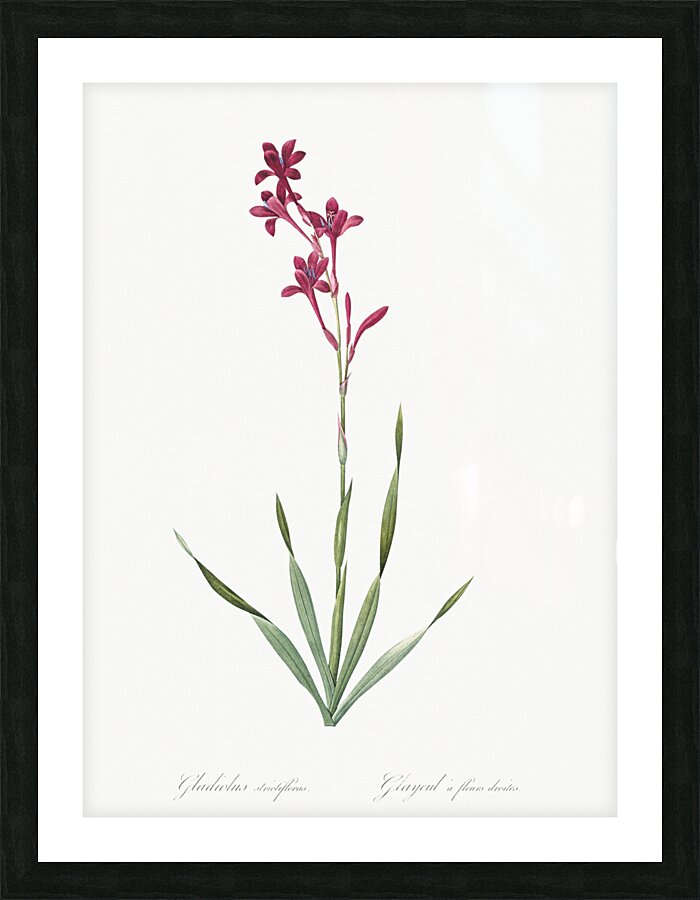 False helleborine illustration  Picture Frame print