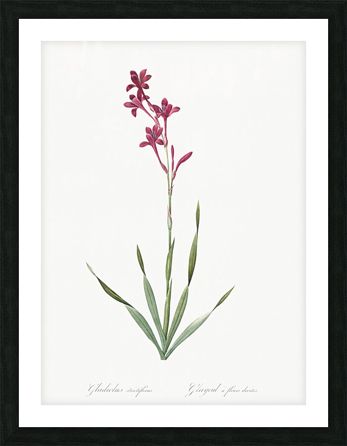 Netted-veined amaryllis illustration  Picture Frame print