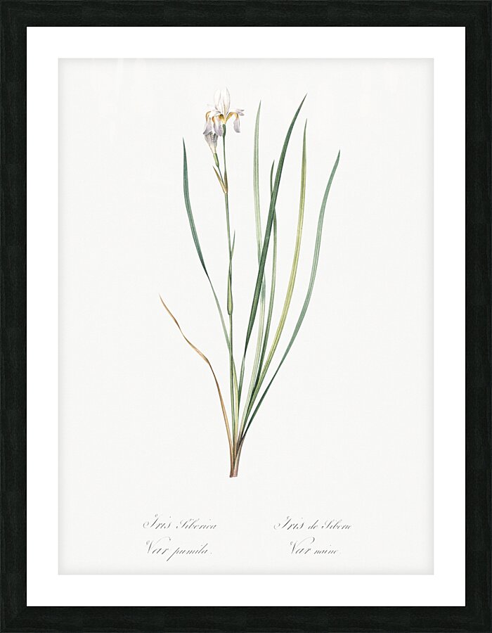 Netted-veined amaryllis illustration  Picture Frame print