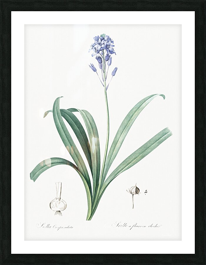 Netted-veined amaryllis illustration  Picture Frame print