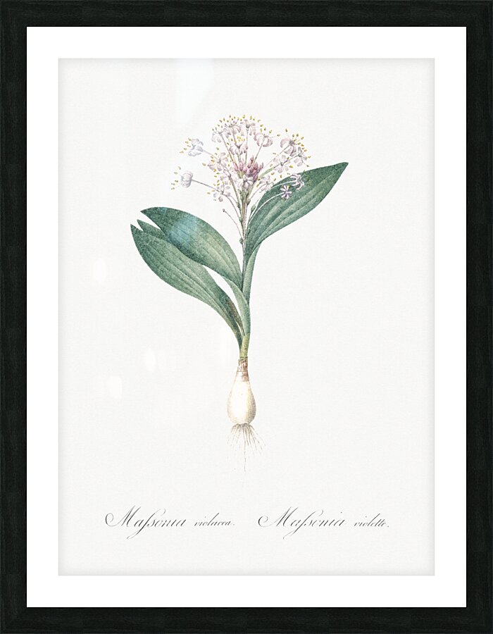 Pygmy hyacinth illustration  Picture Frame print