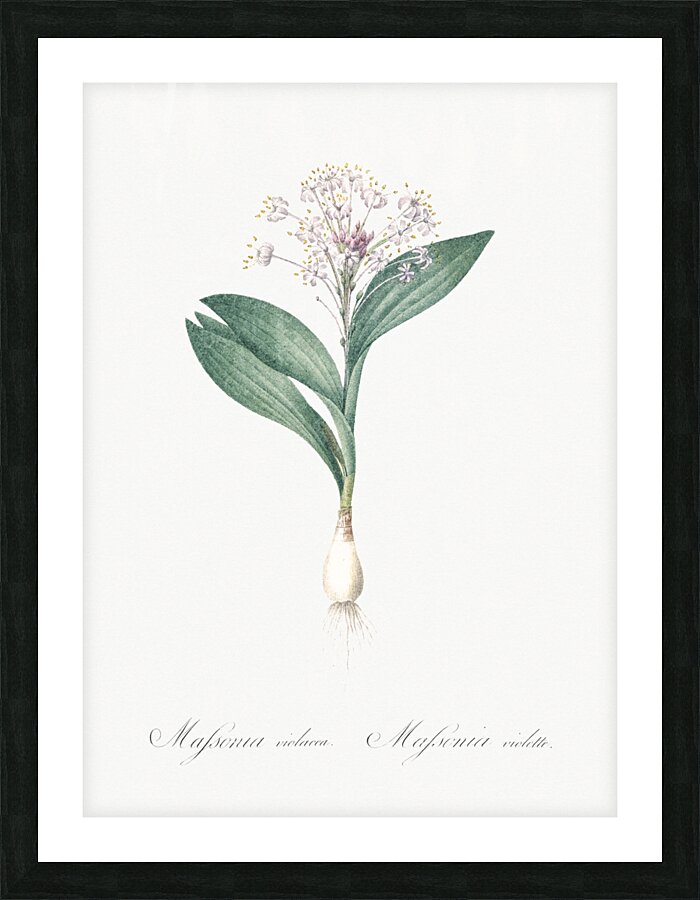 Pygmy hyacinth illustration  Picture Frame print