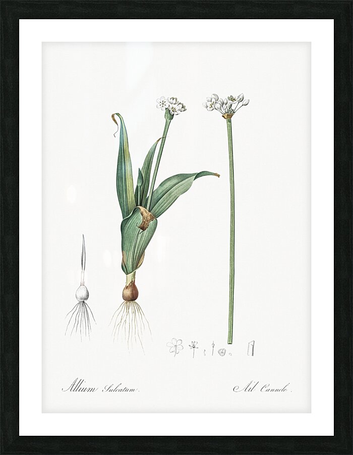 Ornamental onion illustration  Picture Frame print