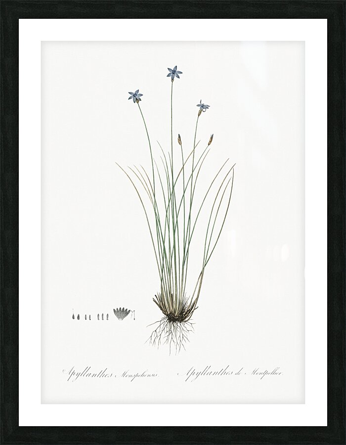Aphyllanthes monspeliensis illustration  Picture Frame print