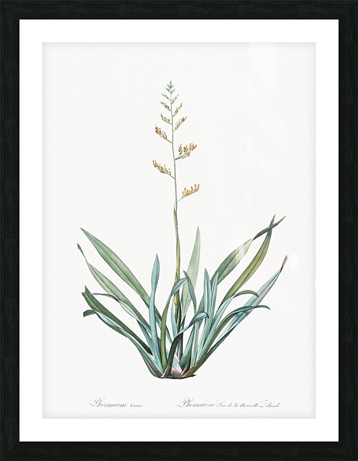 New Zealand flax illustration  Picture Frame print