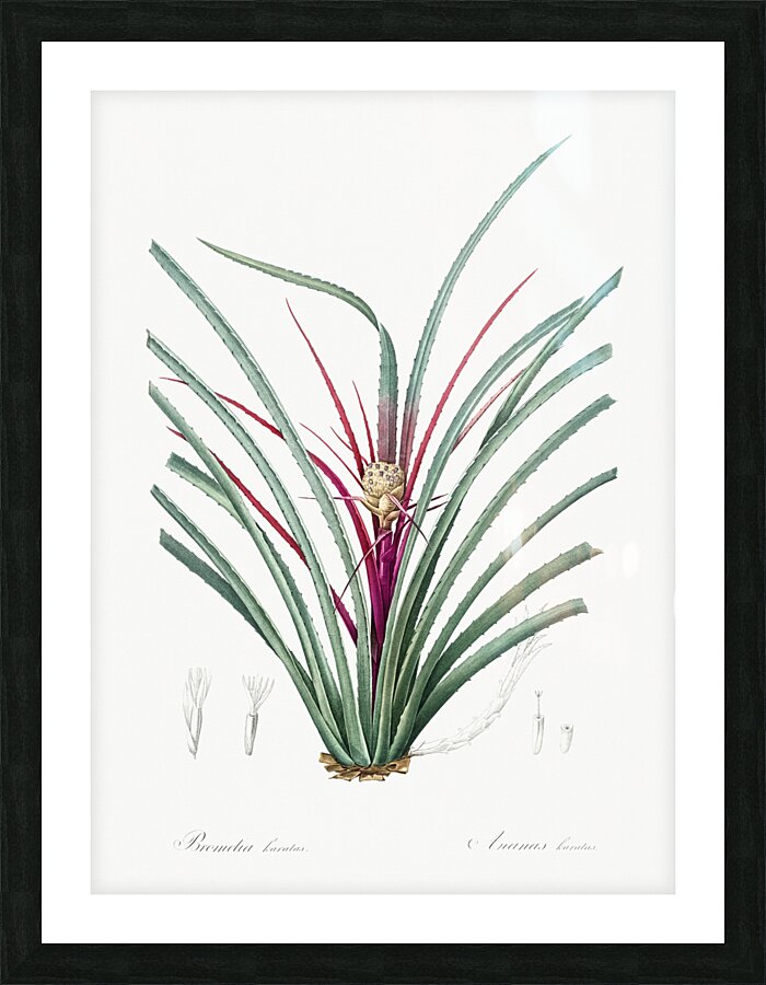 Plumier bromelia illustration  Picture Frame print