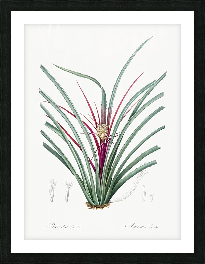 Ornamental onion illustration  Picture Frame print