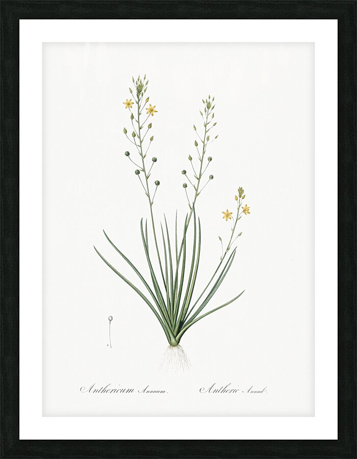 Bulbine lily illustration  Picture Frame print