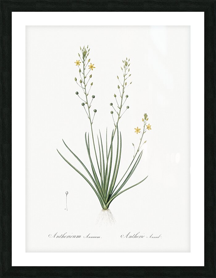 Ornamental onion illustration  Picture Frame print