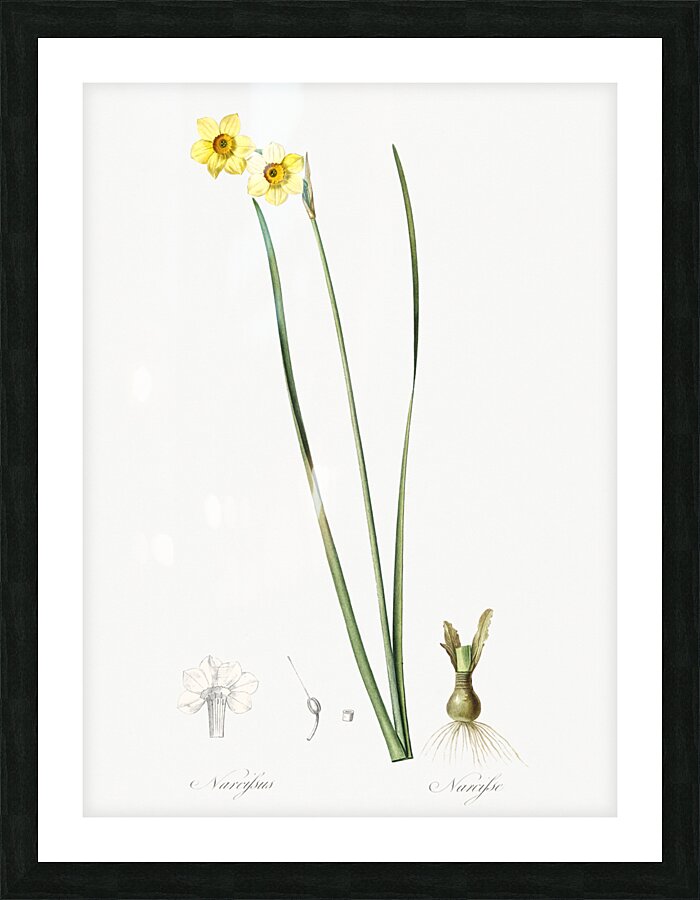 Cowslip cupped daffodil illustration  Picture Frame print