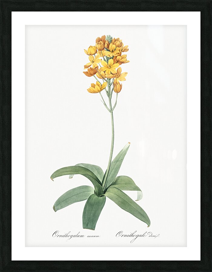 Cowslip cupped daffodil illustration  Picture Frame print