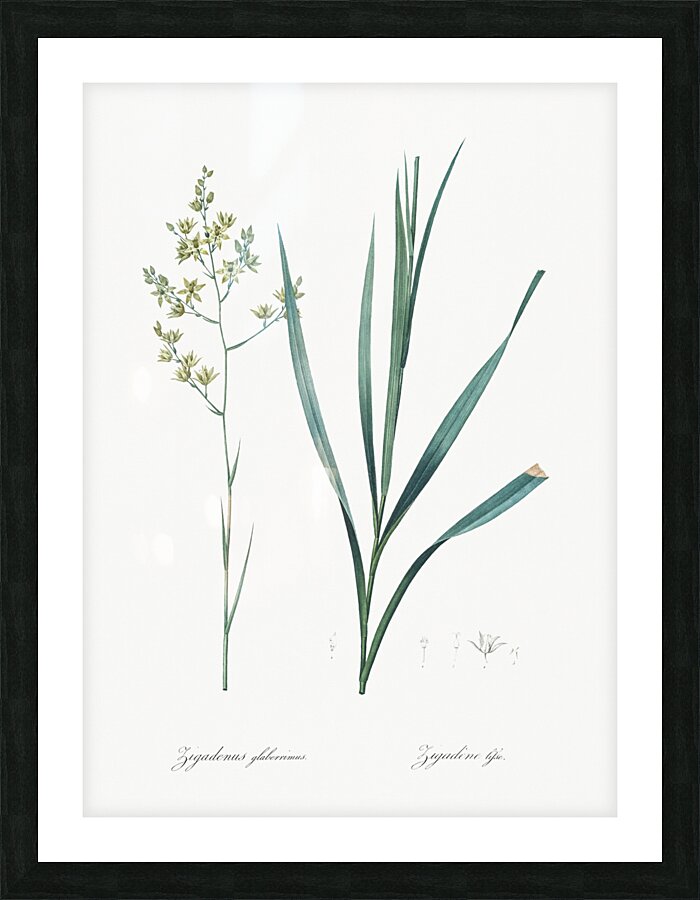 Sandbog death camas illustration  Picture Frame print