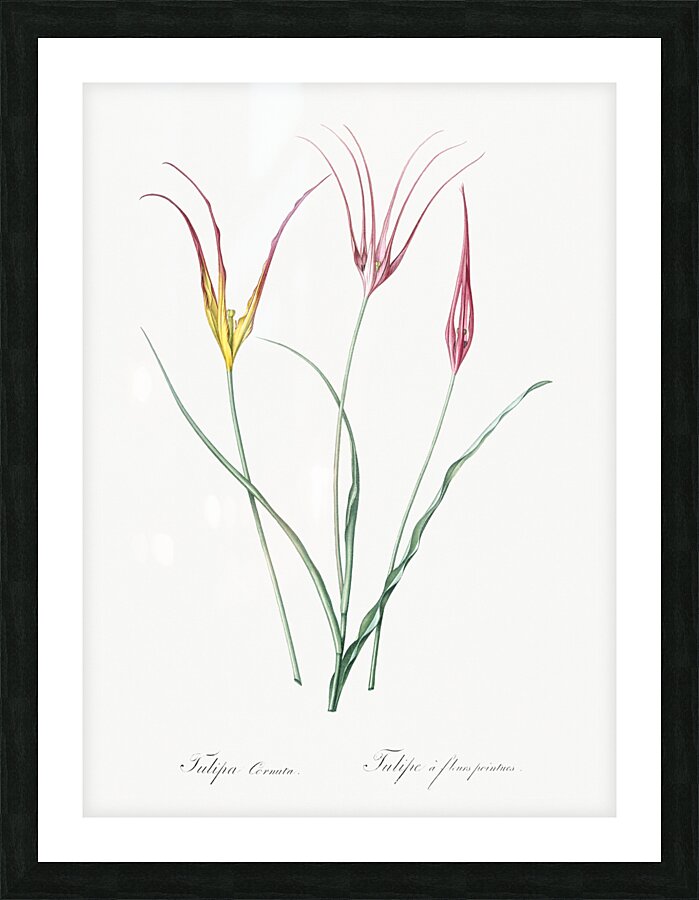 Horned tulip illustration  Picture Frame print