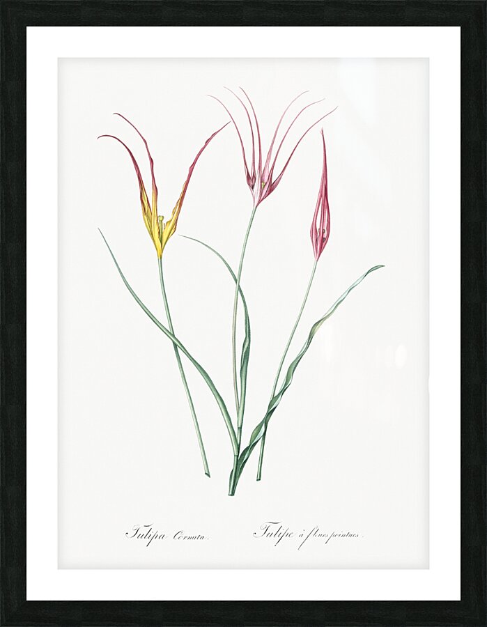 Sandbog death camas illustration  Picture Frame print