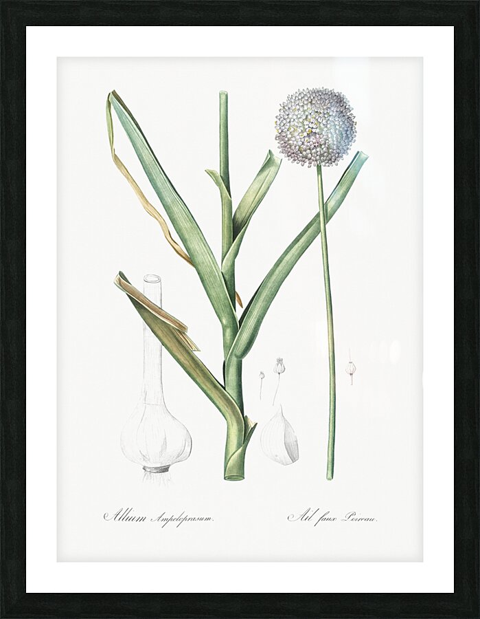 Broadleaf wild leek illustration  Picture Frame print