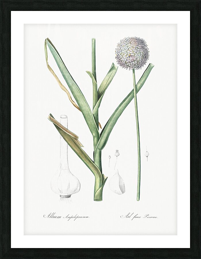 Broadleaf wild leek illustration  Picture Frame print