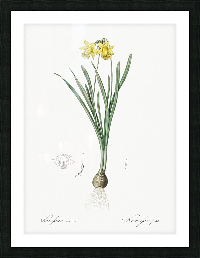 Lesser wild daffodil illustration Picture Frame print