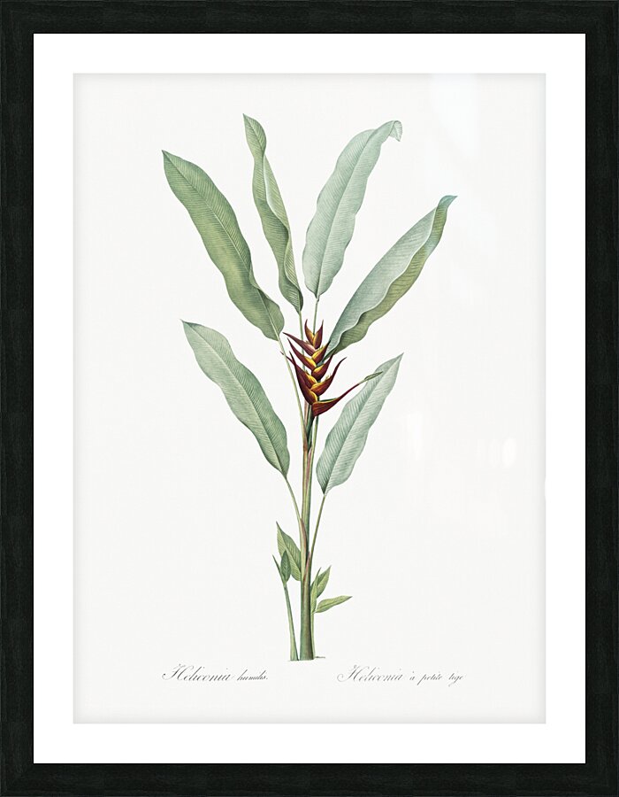 Parrot heliconia illustration  Picture Frame print