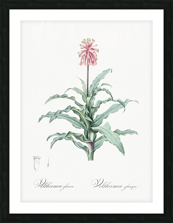 Broadleaf wild leek illustration  Picture Frame print