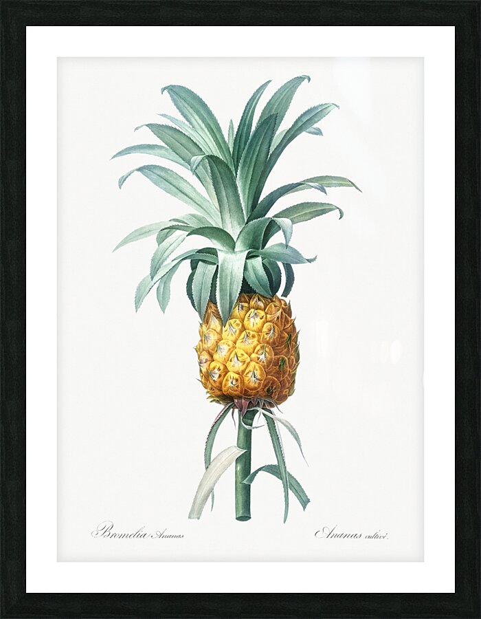 Pineapple illustration Picture Frame print