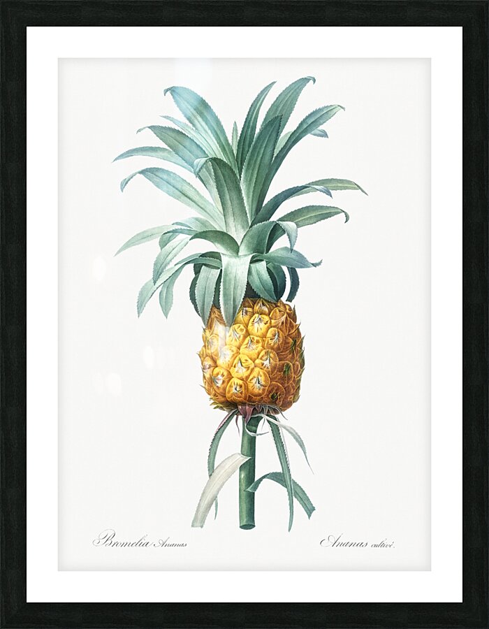 Broadleaf wild leek illustration  Picture Frame print