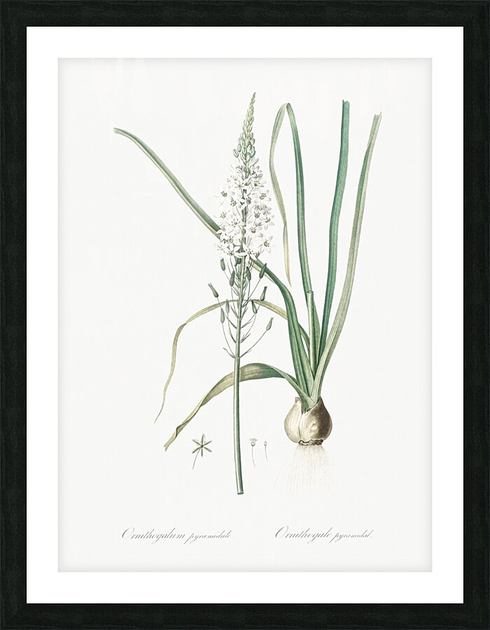 Broadleaf wild leek illustration  Picture Frame print