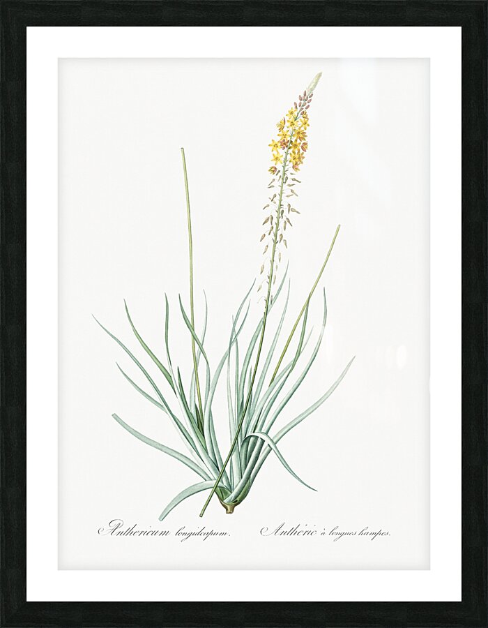 Bulbine illustration  Picture Frame print