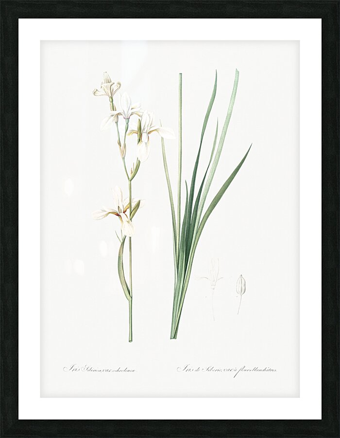 Broadleaf wild leek illustration  Picture Frame print