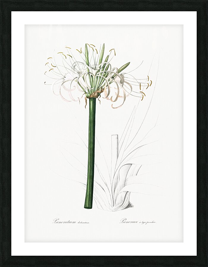 Caribbean spider-lily illustration  Picture Frame print
