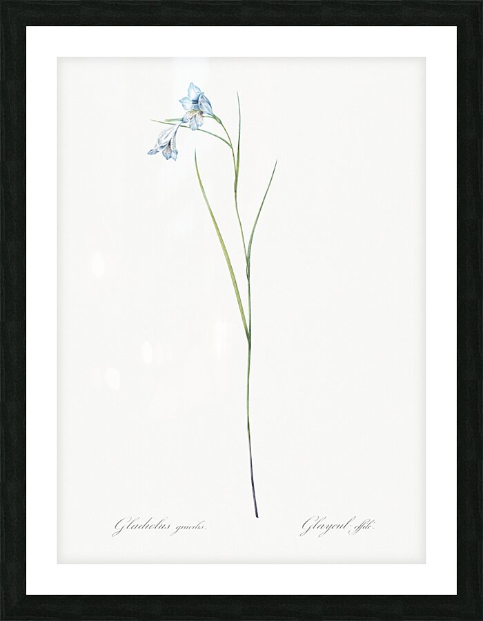 Broadleaf wild leek illustration  Picture Frame print