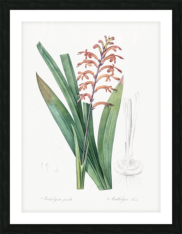 African flag illustration  Picture Frame print