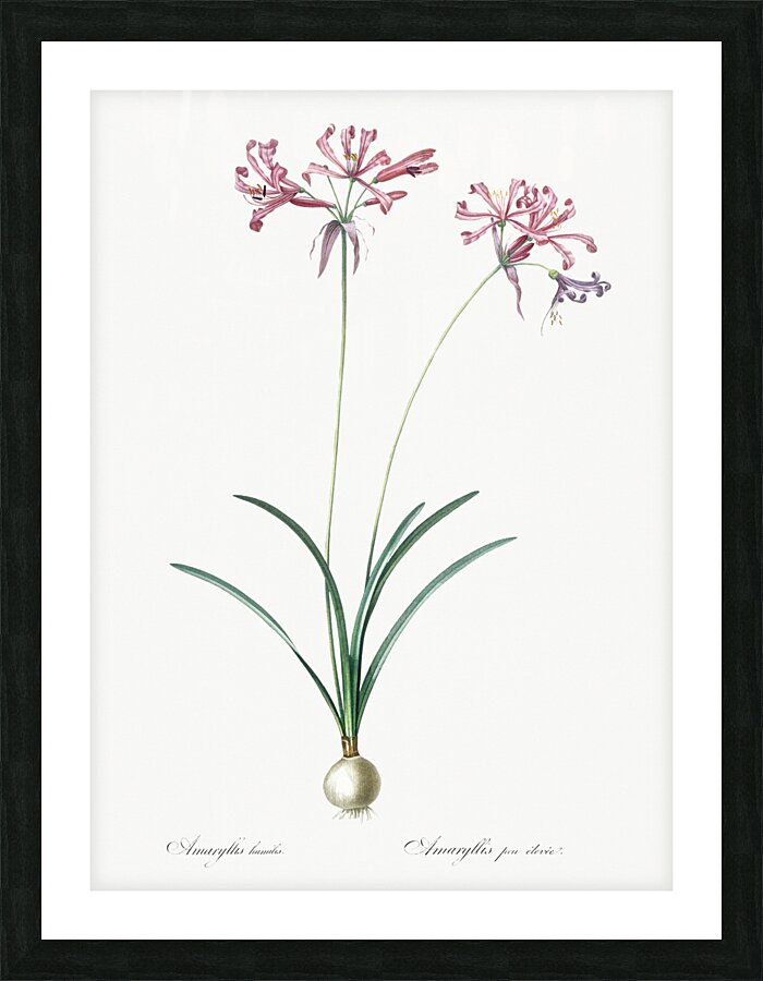 Nerine illustration  Picture Frame print