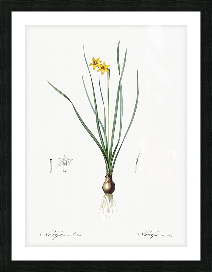 Rush-leaf jonquil illustration  Picture Frame print