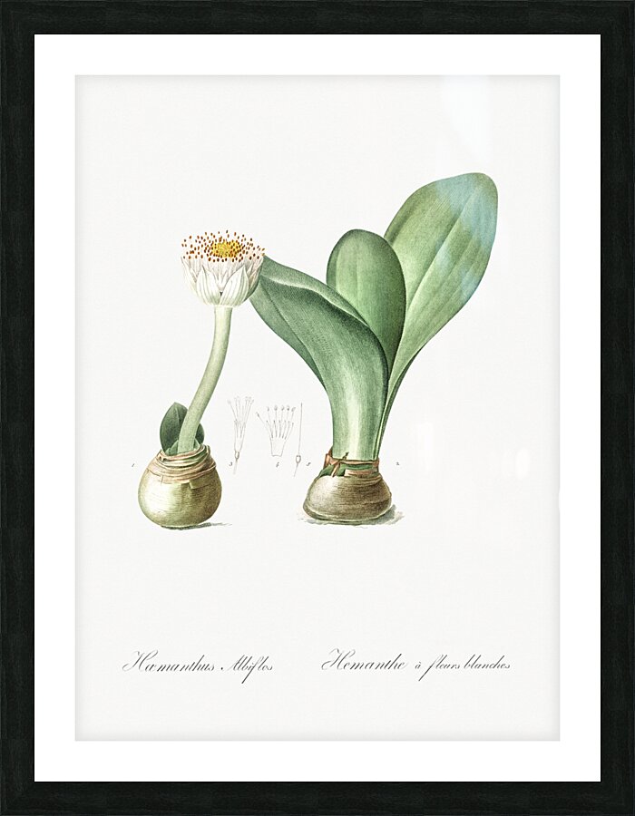 Paintbrush illustration  Picture Frame print