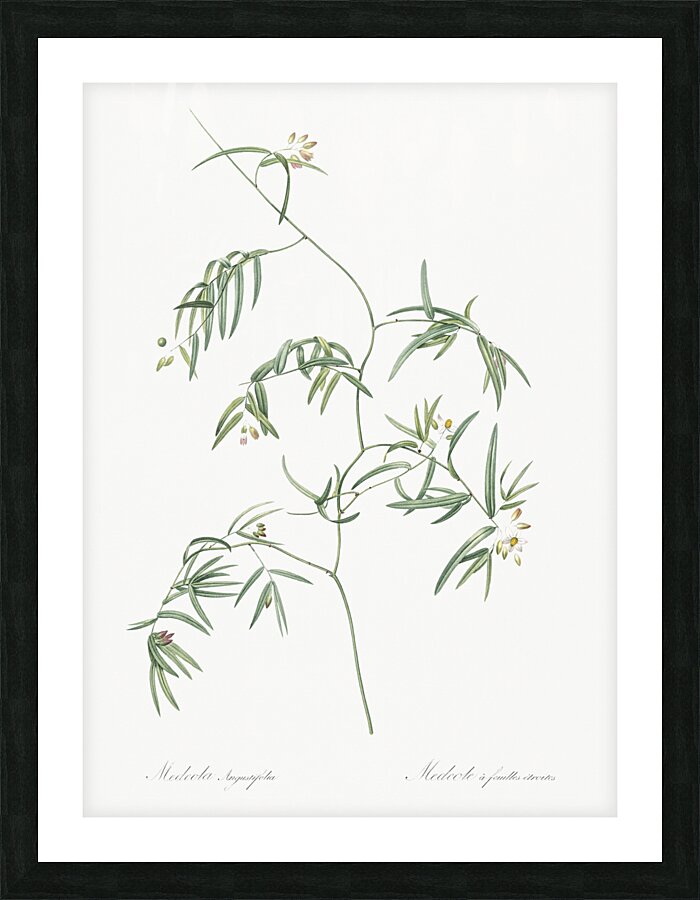 Bridal creeper illustration  Picture Frame print