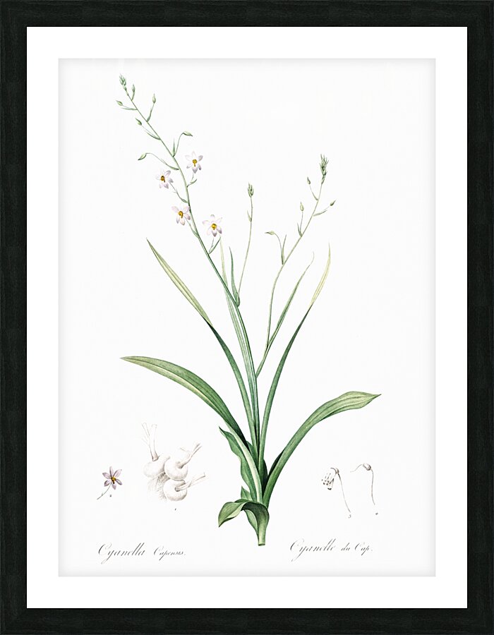 Lady hand illustration  Picture Frame print