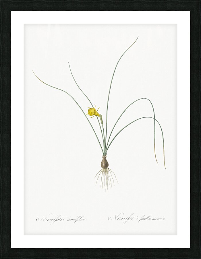 Petticoat daffodil illustration  Picture Frame print