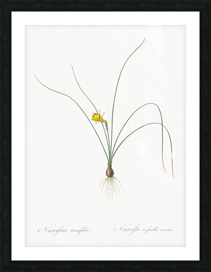 Petticoat daffodil illustration  Picture Frame print