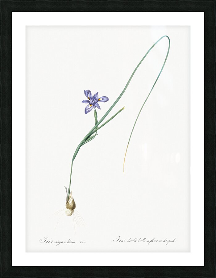 Barbary nut illustration  Picture Frame print