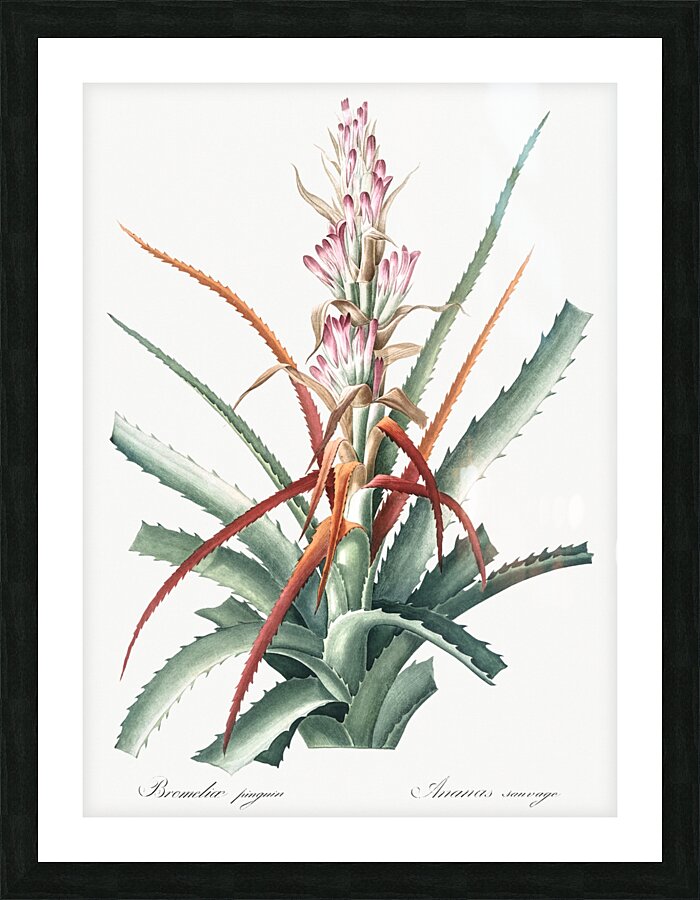 Barbary nut illustration  Picture Frame print