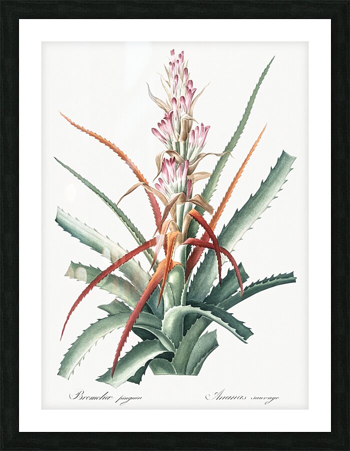 Barbary nut illustration  Picture Frame print