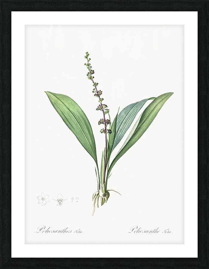 Peliosanthes teta illustration  Picture Frame print