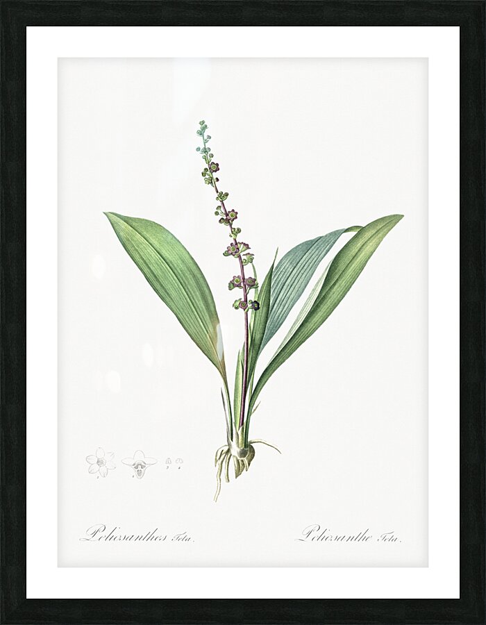 Peliosanthes teta illustration  Picture Frame print